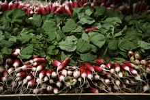 Radish Liver Cleanse Diet