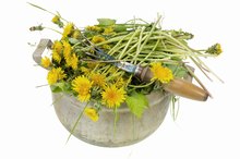 Dandelion Root for Edema