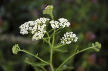 Herbal Treatment for Internal Bleeding