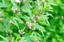 What Herbs Are Similar to Metoprolol?