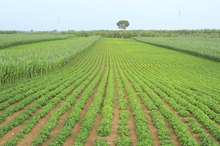 Corn and an Iron Deficiency