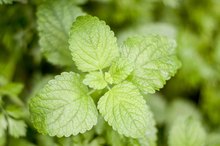 Does Peppermint Help Heartburn?