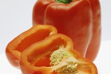 Which Nutrients Are Absorbed Directly Into the Bloodstream?