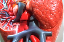 Arginine vs. Agmatine
