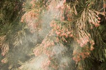A Pollen Allergy: Symptoms of a Sore Throat