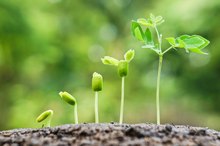 The Effects of Vitamins on Plant Growth