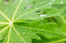 How to Dry Papaya Leaves for Tea