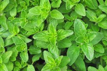 Oregano & Hormones