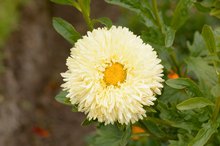 Calendula for Perioral Dermatitis