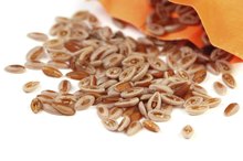 Glucomannan Vs. Psyllium