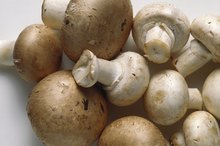 Mushroom Raw Vs. Boiled