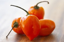 What Are the Dangers of Eating a Habanero Pepper?