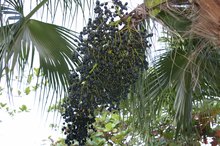 Acai Berry Vs. Goji Berry