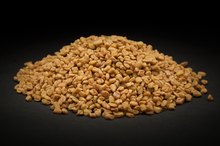 Allergy to Fenugreek