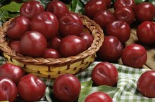 Natural Fructose Vs. Artificial Fructose