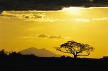 Acacia Fiber Side Effects