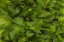 Peppermint for a Sore Throat
