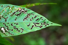 List of Diseases in Plants Caused by Viruses
