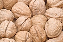 English Walnuts vs. Black Walnuts