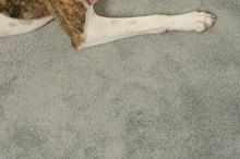 Health Problems to Humans from Breathing Animal Urine on Rugs