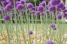 Benefits From Purple Onion Tea