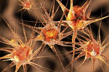 Nutrients That Cross the Blood-Brain Barrier