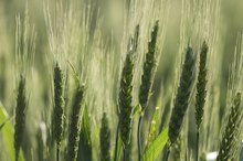 An Allergy to Wheat With Swollen Eyes