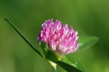 Herbs for Estrogen Dominance