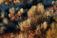 Allergies to Sagebrush