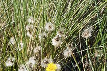 Dandelion Root & Menstruation