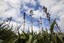 What Is the Difference Between Cold Pressed Flaxseed Oil and Virgin Flaxseed Oil?
