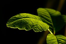 Can You Die From Poison Oak?