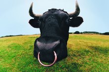 Bovine vs. Herbal Thyroid Supplements
