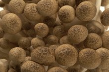 Vitamin B-12 in Mushrooms