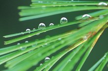 The Health Benefits of Pine Needle Tea