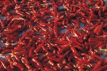 The Use of Capsaicin for Shingles