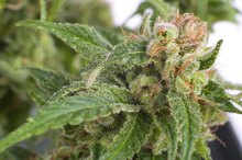 Marijuana's Harmful Effects on the Mouth