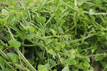 How Much Cissus Quadrangularis Is Needed for Weight Loss?