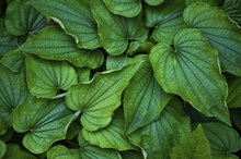 Herbs to Get Rid of Fibroids