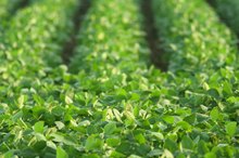 Candida Diet & Soy