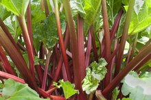 When Can Babies Have Rhubarb?