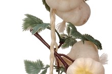 Clove of Garlic for Bacterial Vaginosis