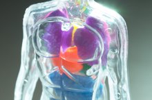 Calcium's Effects on the Nervous System