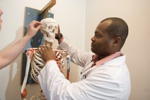 Male Vs. Female Skeleton