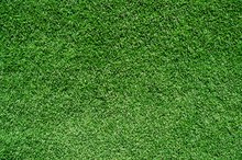 Rye Grass Allergies