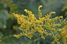 Foods That Trigger Ragweed Allergies