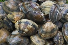 Littleneck Clams Nutrition