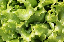 Nutrition Information for Escarole