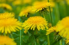 Herbs for Swelling Feet & Hands