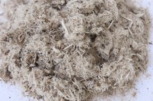 Slippery Elm and Diarrhea